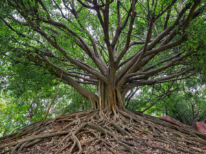 Madagascar: la terra delle meraviglie