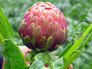 Carciofo di Castellammare