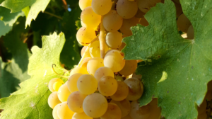 Tufo : vigneto Cantine Di Marzo