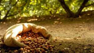 San Felice a Cancello Nocciola RIccia di Talanico