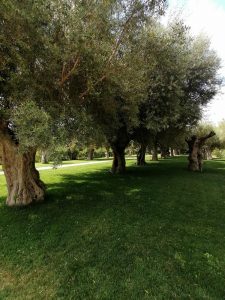 Aquamadre: il matrimonio Live social, aquamadre natura d'eventi, sposincampania, matrimonio live social sposincampania, esclusiva sposincampania, matrimonio live social esclusiva sposincampania, aquamadre location, aquamadre natura d'eventi location, fabiana e domenico sposi, simona di grazia, simona di grazia manager aquamadre, wedding campania