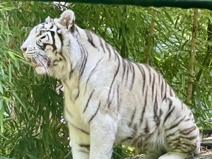 Zoo Beauval