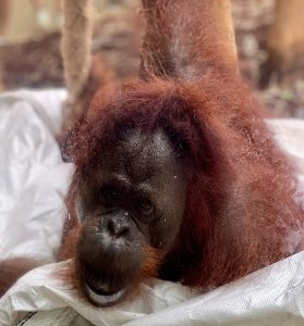 Zoo Beauval