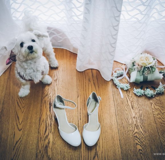 Matrimonio_Bacoli_Cane