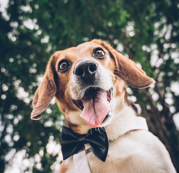 Matrimonio_Paestum_Cane con Papillon