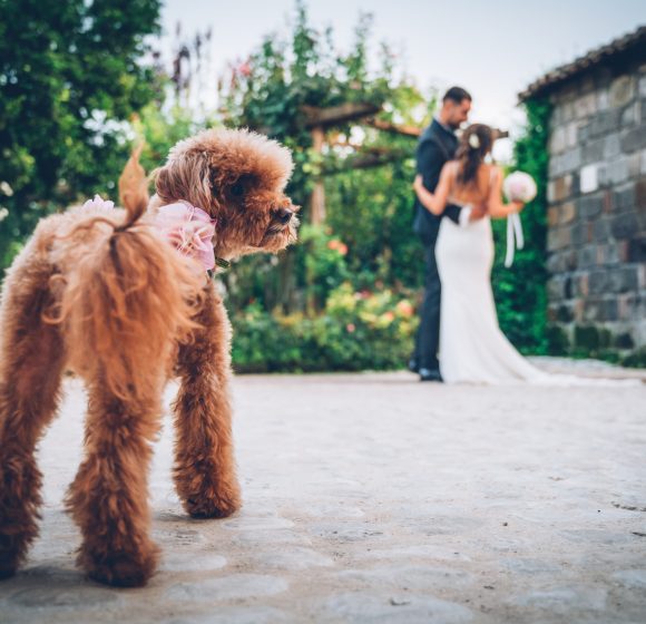 Matrimonio_Napoli_Sposi con cane