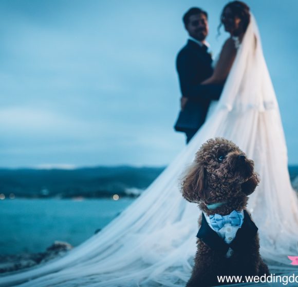 Matrimonio_Salerno_Sposi con il cane