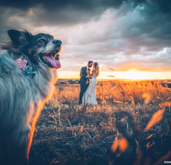 Matrimonio_Sposi con cane