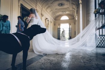 Il cane che porta le fedi al matrimonio: come farlo in sicurezza, Il cane che porta le fedi al matrimonio, wedding dog sitter, wedding dog sitter campania, wedding dog sitter matrimoni, amici a 4 zampe, matrimoni con cane, matrimoni con amici a 4 zampe, wedding dog sitter sposincampania, wedding dog sitter sposi