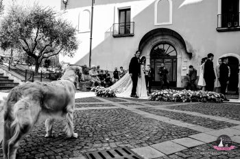 Il cane si stressa al matrimonio? Come gestirlo nel modo corretto, wedding dog sitter, wedding dog sitter campania, wedding dog sitter matrimoni, amici a 4 zampe, matrimoni con cane, matrimoni con amici a 4 zampe, wedding dog sitter sposincampania, wedding dog sitter sposi