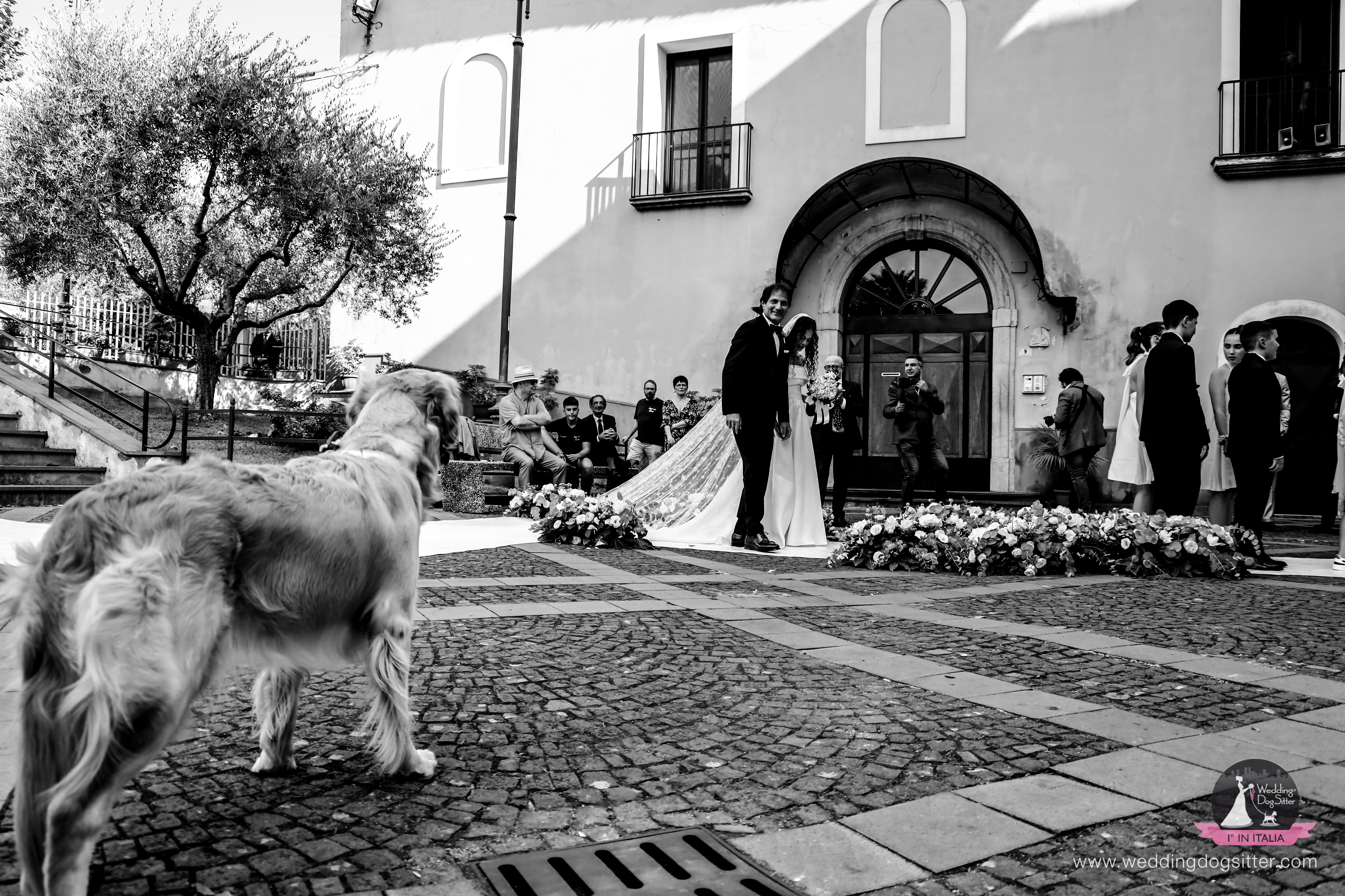 Il cane si stressa al matrimonio? Come gestirlo nel modo corretto, wedding dog sitter, wedding dog sitter campania, wedding dog sitter matrimoni, amici a 4 zampe, matrimoni con cane, matrimoni con amici a 4 zampe, wedding dog sitter sposincampania, wedding dog sitter sposi
