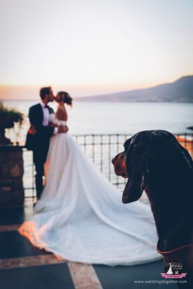 servizio Wedding Dog Sitter Salerno, Wedding Dog Sitter, wedding dog sitter campania, wedding dog sitter matrimoni, amici a 4 zampe, matrimoni con cane, matrimoni con amici a 4 zampe, wedding dog sitter sposincampania, wedding dog sitter sposi
