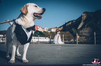 Matrimonio con cane a Napoli: che serve per una giornata perfetta, Wedding Dog Sitter, Wedding Dog Sitter Campania, matrimonio con cane Napoli, Wedding Dog Sitter Napoli, cane al matrimonio Napoli, servizio per cane matrimonio Napoli, sposi con cane in Campania, dog sitter matrimonio Napoli centro