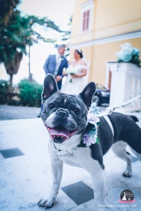 Matrimonio con cane a Napoli: che serve per una giornata perfetta, Wedding Dog Sitter, Wedding Dog Sitter Campania, matrimonio con cane Napoli, Wedding Dog Sitter Napoli, cane al matrimonio Napoli, servizio per cane matrimonio Napoli, sposi con cane in Campania, dog sitter matrimonio Napoli centro