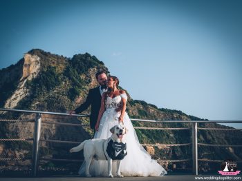 Cane agitato al matrimonio? Gestirlo in modo elegante e sicuro, Wedding Dog Sitter, cane agitato matrimonio Campania, come gestire il cane al matrimonio, Wedding Dog Sitter Campania, cane stressato al matrimonio Napoli, supporto cane matrimonio Salerno, gestione cane nozze Campania, News e Tendenze