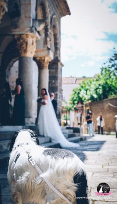 Wedding Dog Sitter a Caserta: il supporto dedicato per gli sposi, Wedding Dog Sitter Caserta, matrimonio con cane Caserta, cane al matrimonio alla Reggia di Caserta, servizio cane matrimonio Caserta, dog sitter per matrimoni Caserta, sposi con cane Caserta e provincia